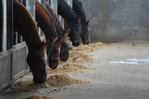 speciale verzorging voor kwetsbare paarden