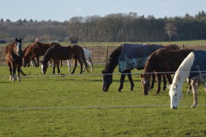 Paarden verzorging specials